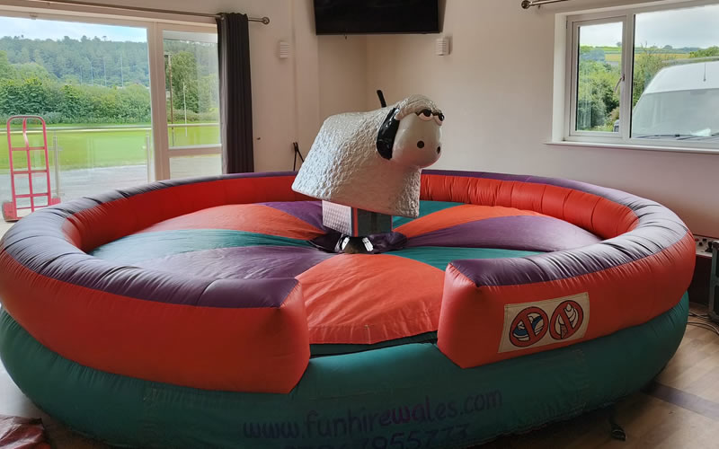 Rodeo Sheep Hire